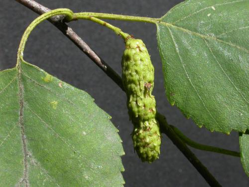 Bouleau blanc(Betula papyrifera)_4