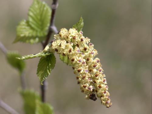 Bouleau blanc(Betula papyrifera)_7