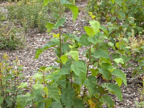 Bouleau blanc(Betula papyrifera)_9