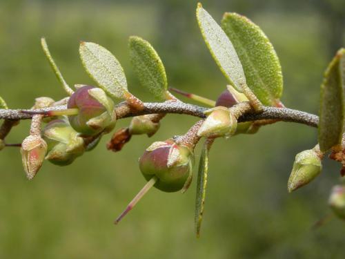 Cassandre caliculé(Chamaedaphne calyculata)_11