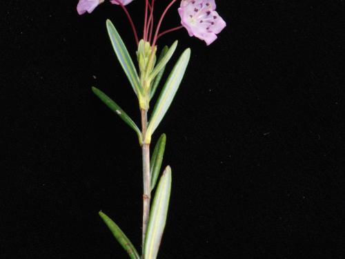 Kalmia feuilles andromède (Kalmia polifolia)_2