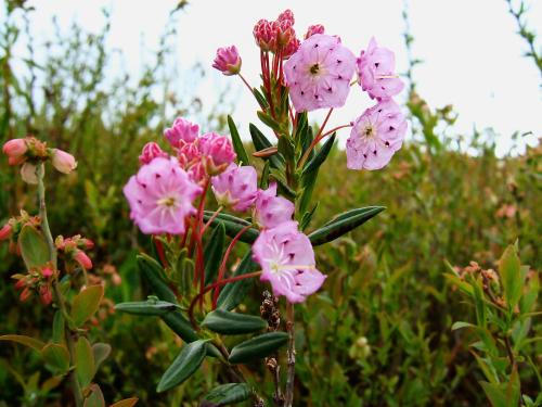 Kalmia feuilles andromède (Kalmia polifolia)_3