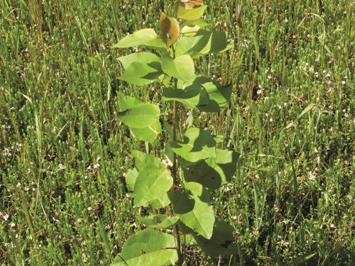 Peuplier baumier (Populus balsamifera)_2