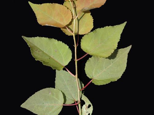 Peuplier baumier (Populus balsamifera)_4