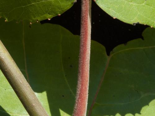 Peuplier baumier (Populus balsamifera)_5