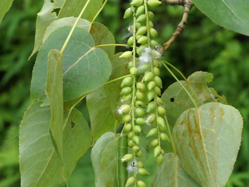 Peuplier baumier (Populus balsamifera)_8