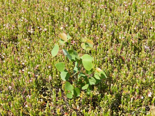 Peuplier faux-tremble (Populus tremuloides)_1