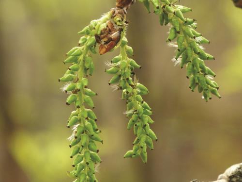 Peuplier faux-tremble (Populus tremuloides)_6