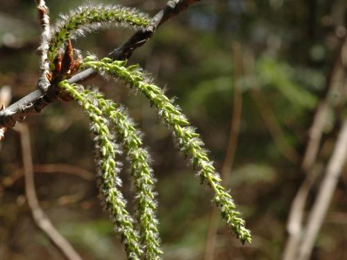 Peuplier faux-tremble (Populus tremuloides)_11