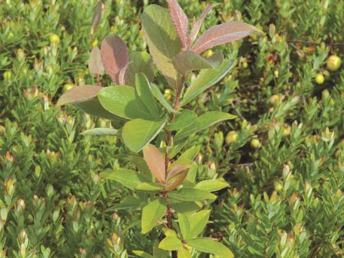 Saule feuilles poirier (Salix pyrifolia)_1