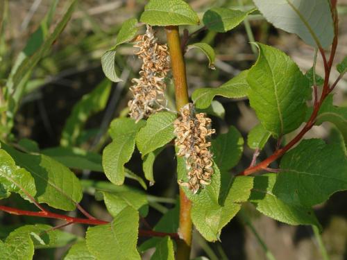 Saule feuilles poirier (Salix pyrifolia)_5