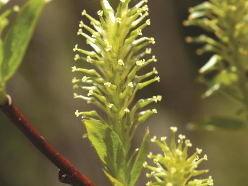 Saule Bebb (Salix bebbiana)_4