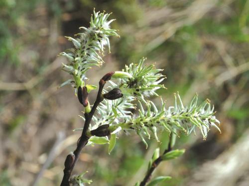 Saule discolore (Salix discolor)_4