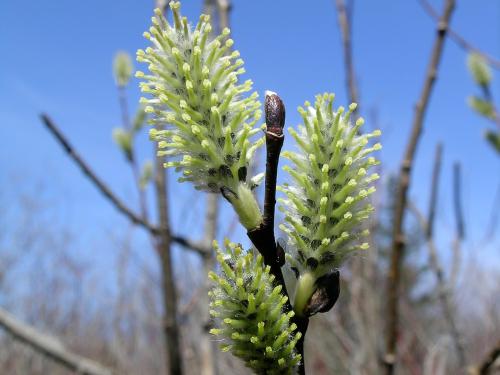 Saule discolore (Salix discolor)_6