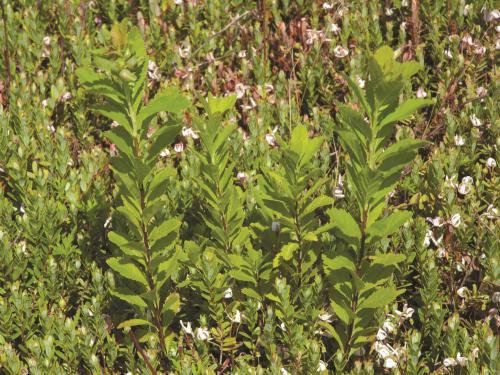 Spirée à larges feuilles(Spiraea alba var. latifolia)_1