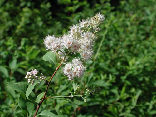 Spirée à larges feuilles(Spiraea alba var. latifolia)_5