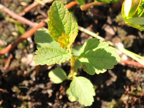 Spirée tomenteuse(Spiraea tomentosa)_1