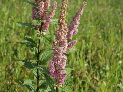 Spirée tomenteuse(Spiraea tomentosa)_5