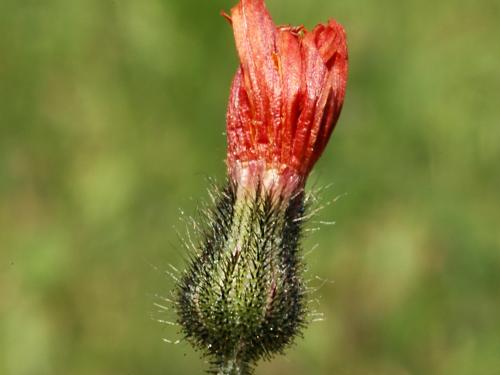 Épervière orangée(Pilosella aurantiaca)_7