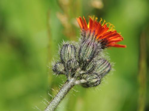 Épervière orangée(Pilosella aurantiaca)_14