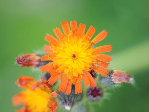 Épervière orangée(Pilosella aurantiaca)_15