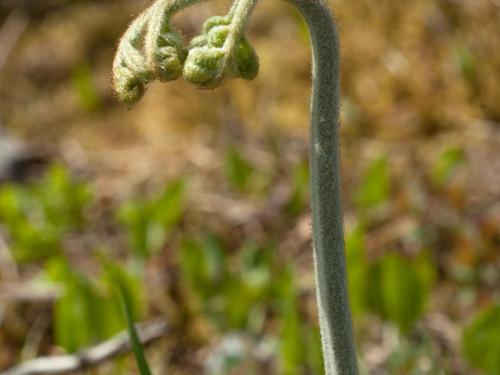 Fougère-aigle (Pteridium aquilinum)_4