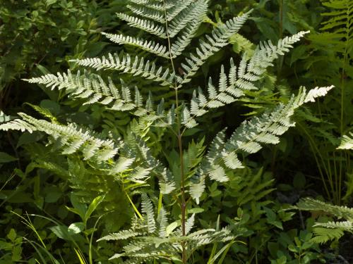 Fougère-aigle (Pteridium aquilinum)_5