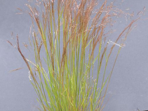 Agrostide scabre(Agrostis scabra)_1