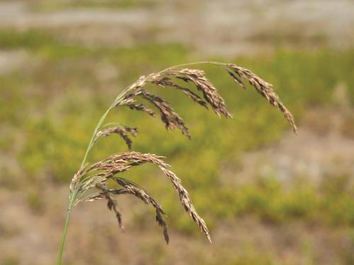 Calamagrostide Canada(Calamagrostis canadensis)_1