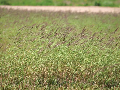 Calamagrostide Canada(Calamagrostis canadensis)_7