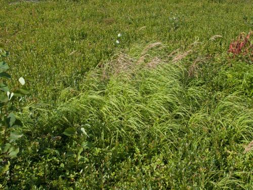 Calamagrostide Canada(Calamagrostis canadensis)_9