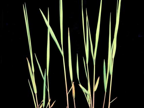 Calamagrostide Canada(Calamagrostis canadensis)_10