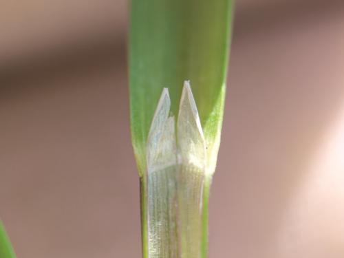 Glycérie Canada (Glyceria canadensis)_2