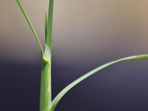 Pâturin marais (Poa palustris)_4