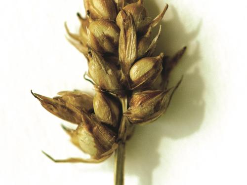 Carex longs stolons(Carex chordorrhiza)_1