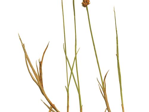 Carex longs stolons(Carex chordorrhiza)_2