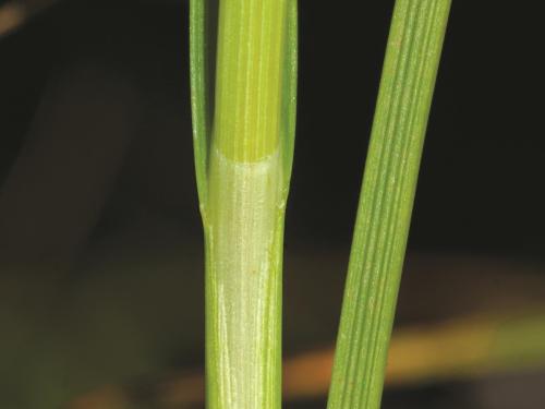 Carex longs stolons(Carex chordorrhiza)_6