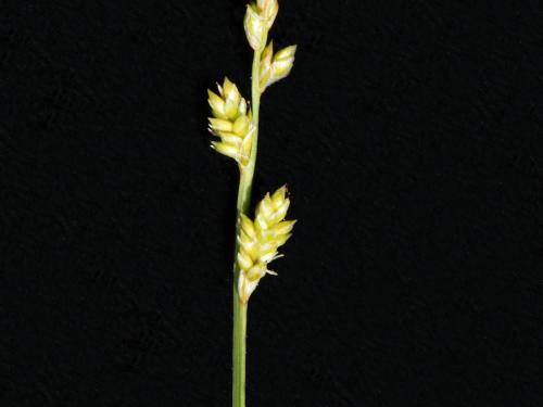 Carex blanchâtre(Carex canescens)_3