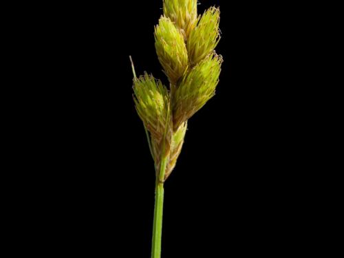 Carex Crawford(Carex crawfordii)_2