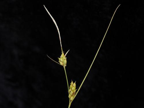 Carex oligosperme(Carex oligosperma)_3