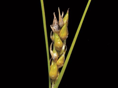 Carex oligosperme(Carex oligosperma)_6