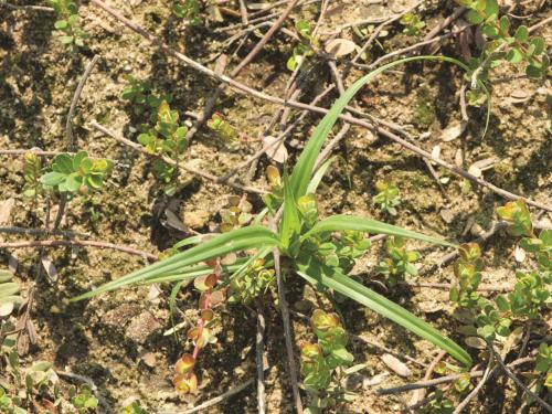 Scirpe souchet (Scirpus cyperinus)_8