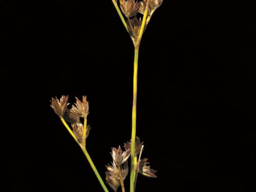 Jonc brévicaudé (Juncus tweetyi)_4