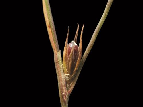 Jonc des crapauds (Juncus bufonius)_2