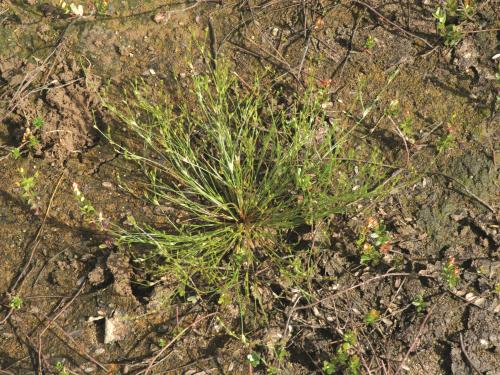 Jonc des crapauds (Juncus bufonius)_4