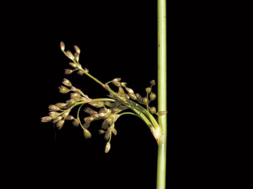 Jonc épars (Juncus effusus)_3