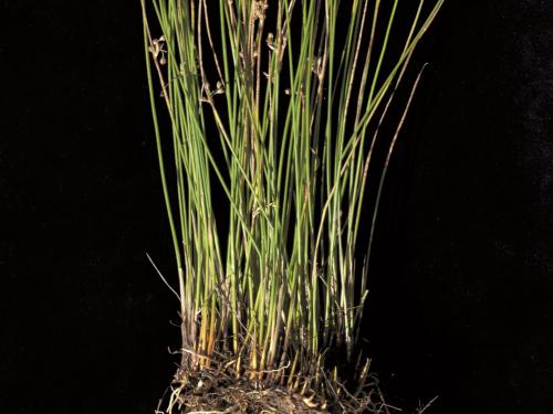 Jonc filiforme (Juncus filiformis)_2