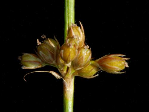 Jonc filiforme (Juncus filiformis)_4