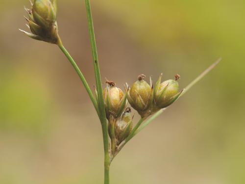 Jonc grêle (Juncus tenuis)_3