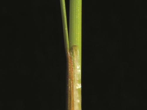 Jonc grêle (Juncus tenuis)_4